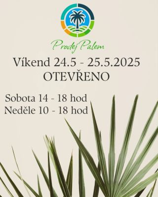 🌞 Tento víkend máme otevřeno! Přijeďte si vybrat palmu, olivovník nebo juku osobně – omrknout velikosti, porovnat kusy a...