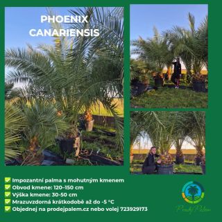 🌞 Slunce sílí – ideální čas vysadit palmu s opravdu majestátním vzhledem! Phoenix canariensis neboli datlovník kanárský je...