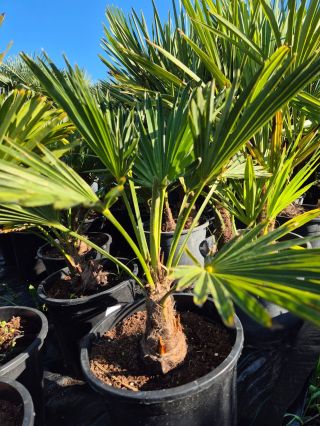 🌴 Trachycarpus Fortunei 15l v akci – teď jen za 1 499 Kč! Chceš začít s pěstováním palem? Tohle je ta pravá! ✅...