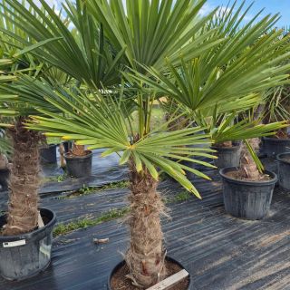 Doprava zdarma při nákupu nad 3000 Kč – platí právě teď na celý e-shop. Palmy, olivovníky, juky… vyber si, co ti udělá...