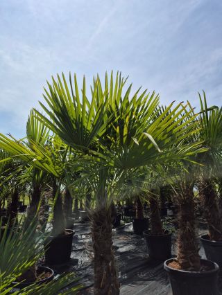 🌴 Dnes máme otevřeno do 18:00! Klidně se stavte podívat, jak to u nás roste. Palmy i olivovníky jsou v top stavu a čekají...