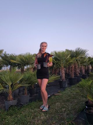 🎁 Připravila jsem si pro vás dárek – ke každému nákupu u nás v zahradě nad 6000 Kč přidám dva červené banánovníky Maurelii...